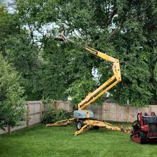 Best Root Management and Removal  in , CO