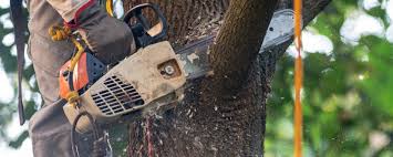 Best Tree Disease Treatment  in , CO