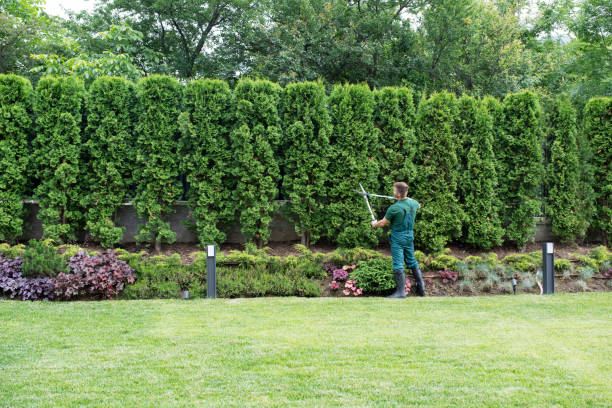  , CO Tree Removal Pros