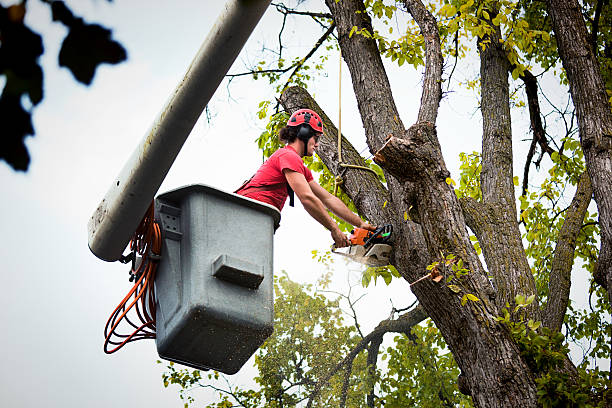 Best Tree and Shrub Care  in , CO